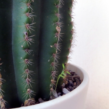 cactus mainstream